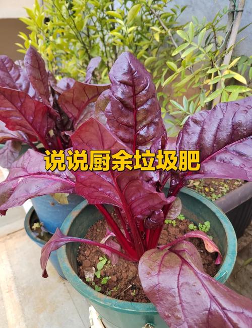 厨余垃圾做肥料的10种方法:轻松实现环保和可持续生活
