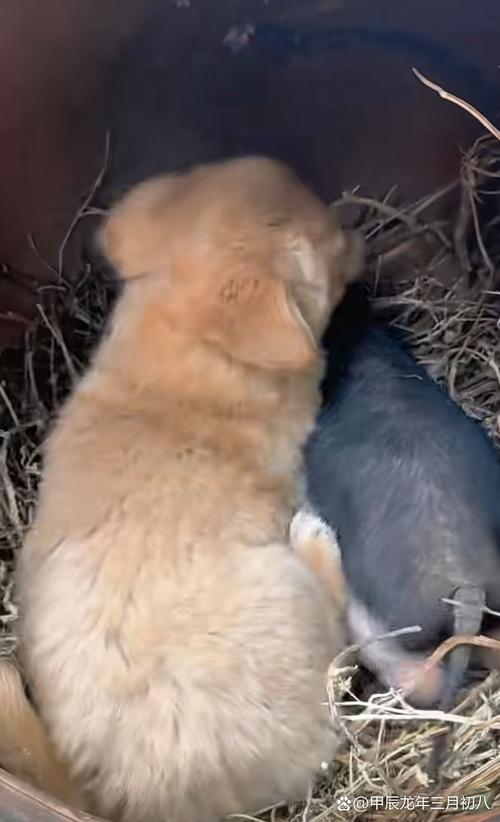 是打一准确动物: 打一准确动物猪朋狗友