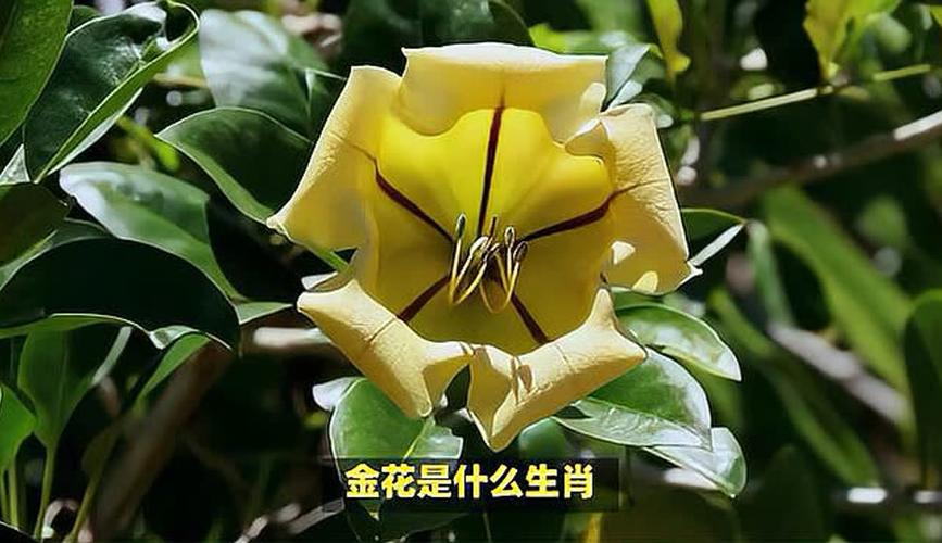 金花开过什么生肖: 开金花的是什么生肖,精选词语释义剖析