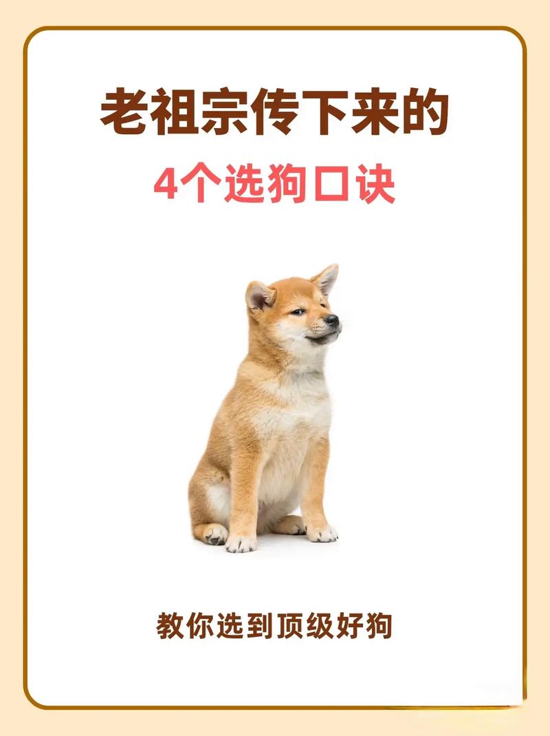 狗打老鼠无功劳打一生肖最佳答案: 狗打老鼠无功劳猜一生肖和五训王通,精选词语释义剖析
