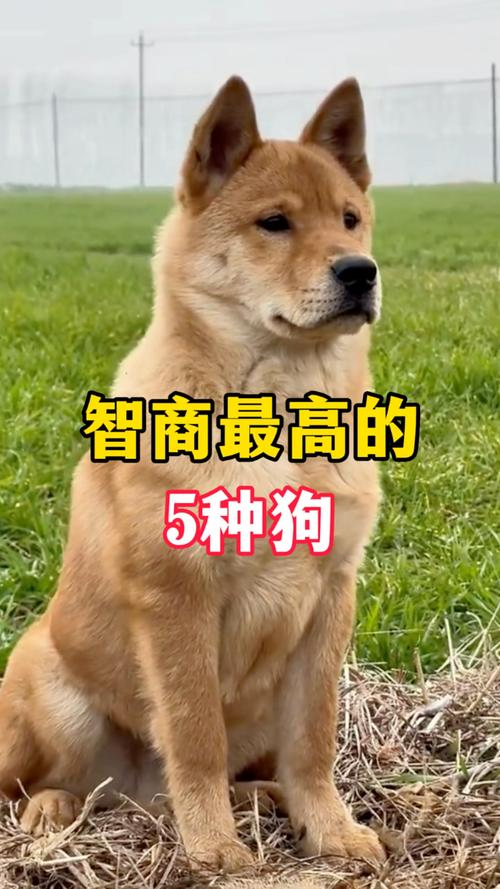 颜值最高的动物第一名: 颜值最高的动物第一名是谁,精选词语释义剖析