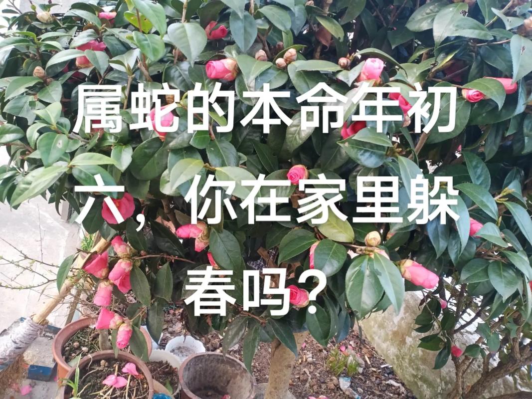 六六来打一正确答案: 六六大顺什么意思打一肖,精选词语释义剖析