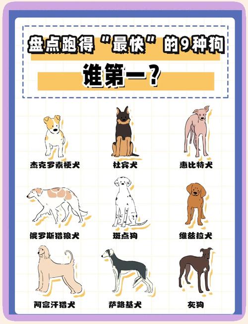新版狗狗跑图2026解释: 新版狗狗跑图更新10498狗跑图库,精选词语释义剖析