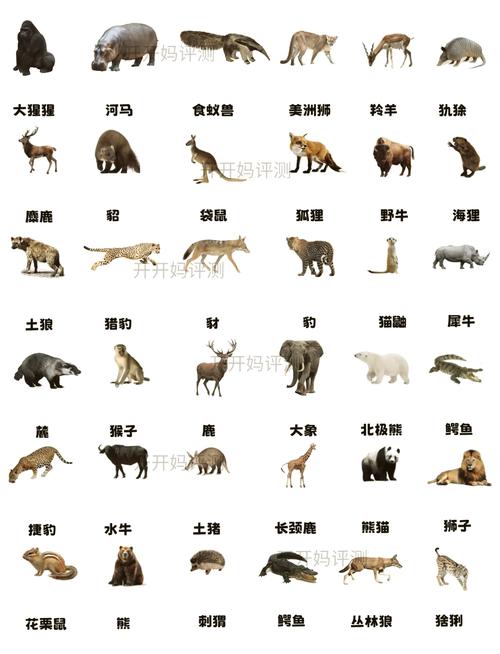 世界上最美的动物名字: 世界上最美的动物名字大全,精选词语释义剖析
